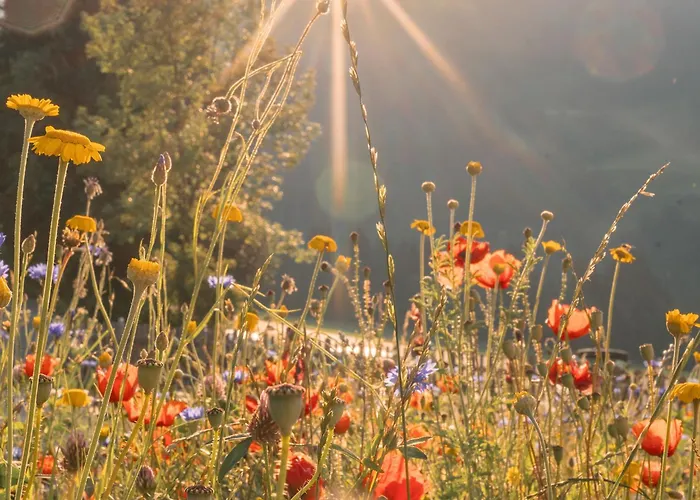 Dachsteinheim בית נופש